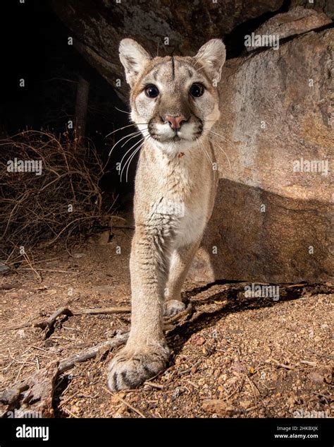 Spectacular Camera Trap Photo of Mountain Lion Shows.